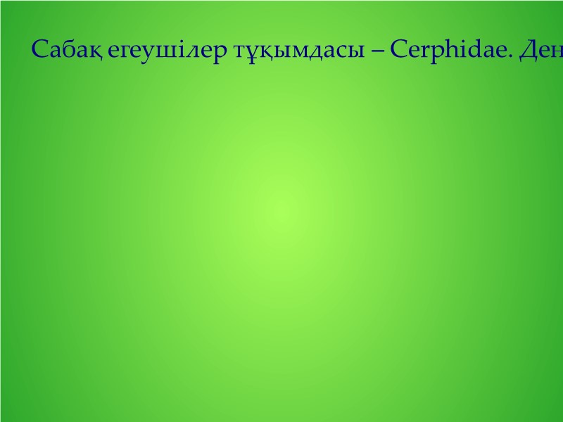 Сабақ егеушілер тұқымдасы – Cerphidae. Денесі бүйір жақтарынан аздап қабысқан, басы жұмыр, ұзындығы 7-15мм